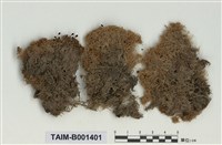 藏品(泥炭苔屬)的圖片